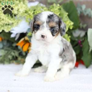Bailey, Cavapoo Puppy